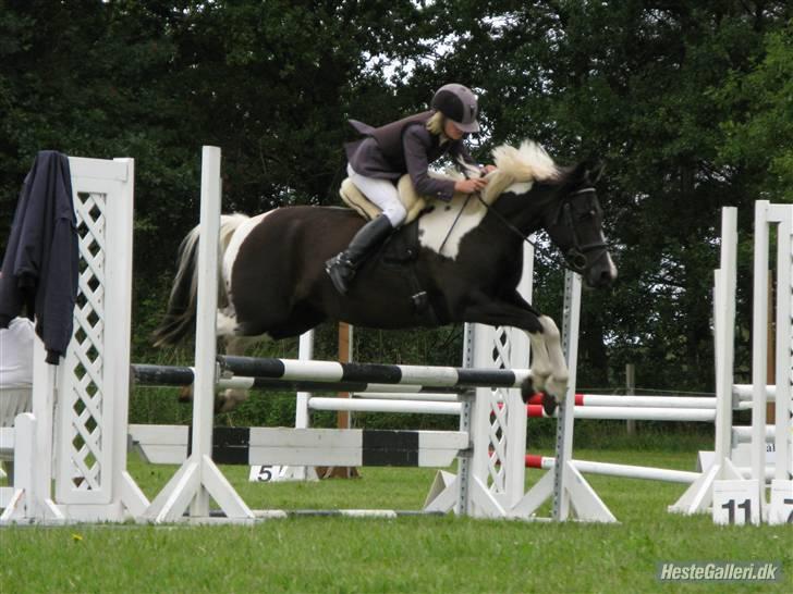 Pinto Solvangs Prinsesse Dina - Her er vi på bsr. i La. billede 7