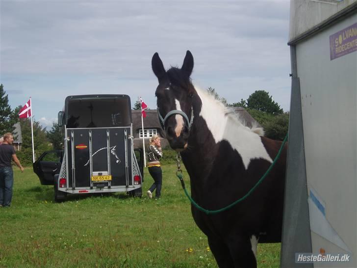 Pinto Solvangs Prinsesse Dina - "Jeg elsker bare at være til stævne" :D billede 9