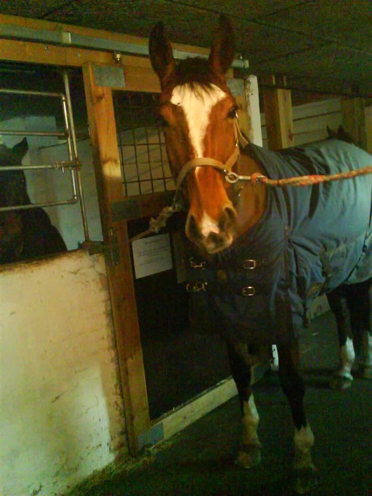 Anden særlig race Lyngholms dixie 'UDLÅNT' - dixie. #´foto:mig. billede 8