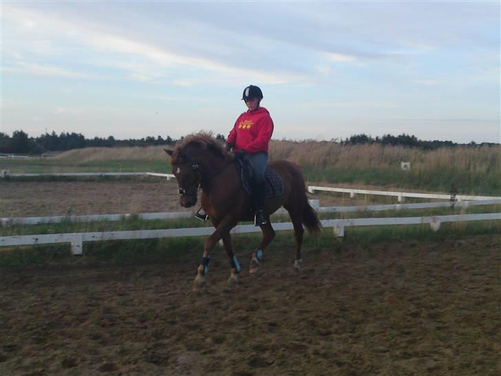 Hollandsk Sportspony Red Cappucino - dressur :D #´foto: ? billede 4