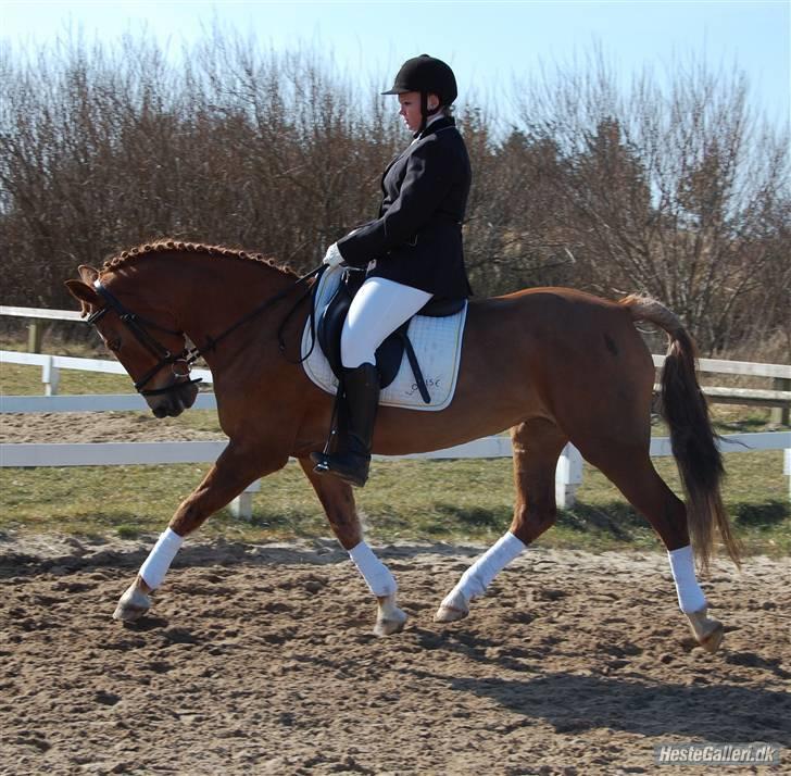 Hollandsk Sportspony Red Cappucino - dressurstævne på LL #´foto: annika billede 6