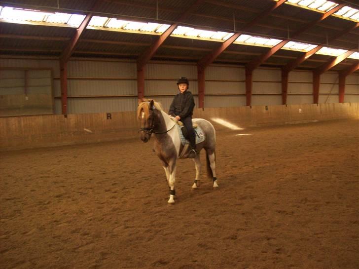 Anden særlig race Silwester R.I.P billede 1