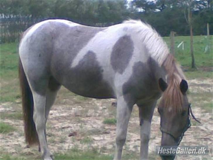 Anden særlig race Silwester R.I.P billede 2