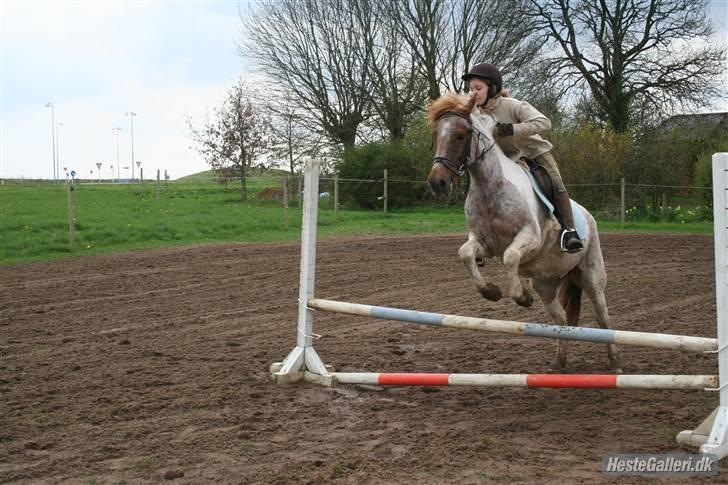 Anden særlig race Silwester R.I.P billede 3