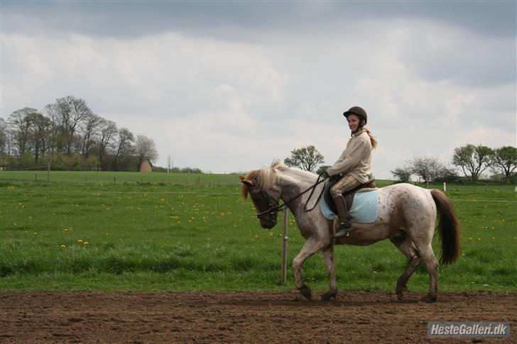 Anden særlig race Silwester R.I.P billede 5