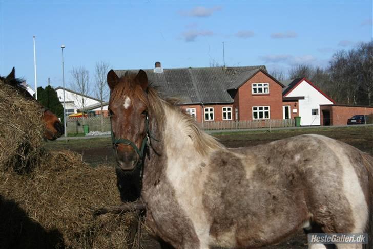 Anden særlig race Silwester R.I.P billede 7