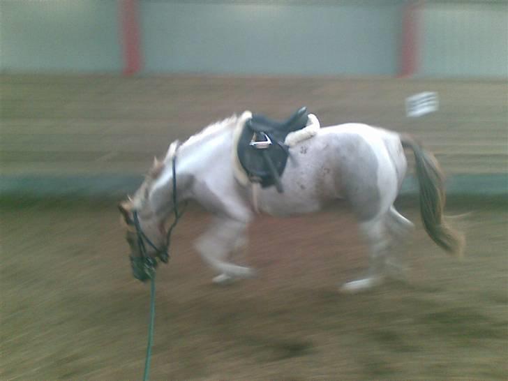 Anden særlig race Silwester R.I.P billede 8