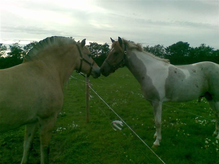 Anden særlig race Silwester R.I.P billede 9