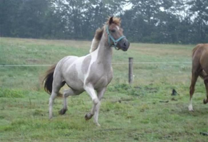 Anden særlig race Silwester R.I.P billede 10