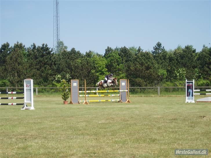 Pinto Cornelia  - Stevenstrup Landsstævne. Mb eller Ma. billede 13