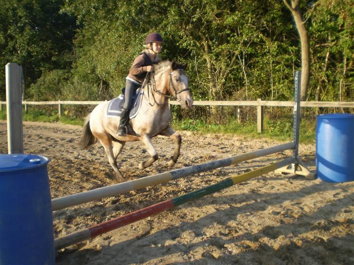Anden særlig race Tøsen RIP. - træning(: du var så go´(: <3333. ily.<3 »foto:lotte d;« billede 10