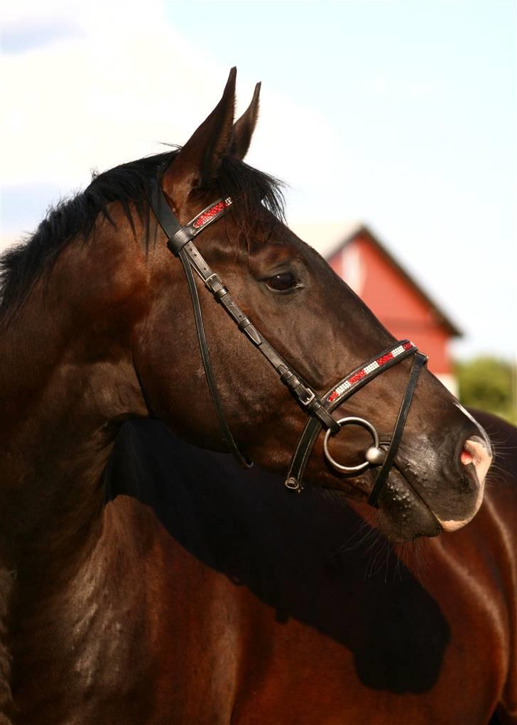 Anden særlig race Horsebjerg Massimou SOLGT - NYT Fotograf: Camilla Rosenlund / CR-FOTO billede 1