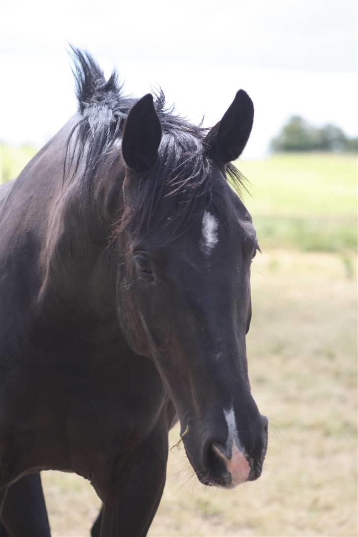 Anden særlig race Horsebjerg Massimou SOLGT - Fotograf: Camilla Rosenlund / CR-FOTO billede 3