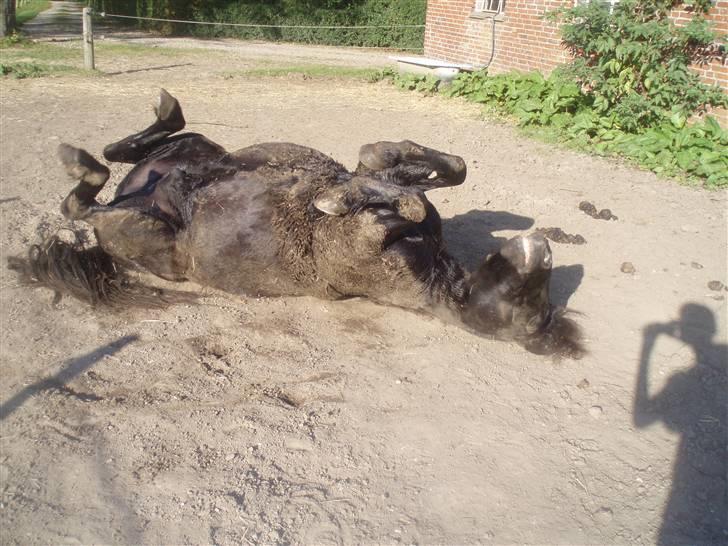 Islænder Hüginn fra Sejerslev  - Min skat, efter en lang tur .. <3 billede 1