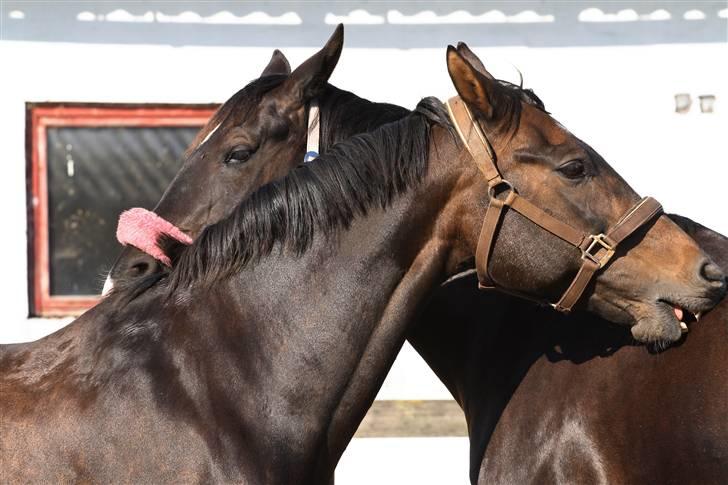 Anden særlig race Horsebjerg Massimou SOLGT - Fotograf: Camilla Rosenlund / CR-FOTO billede 4