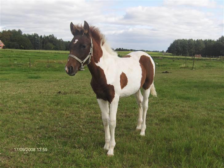 Pinto Shillinaards Waldemar billede 2