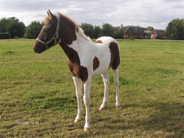 Pinto Shillinaards Waldemar billede 3