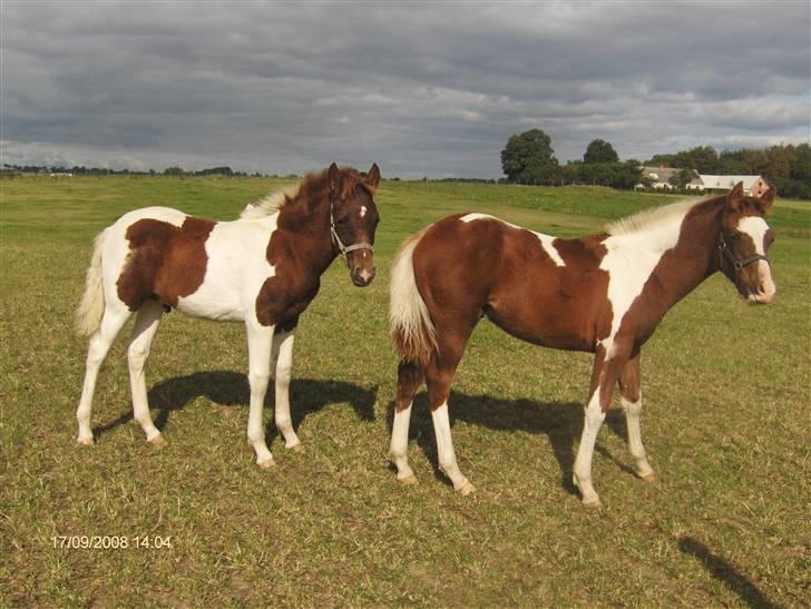 Pinto Shillinaards Waldemar billede 5