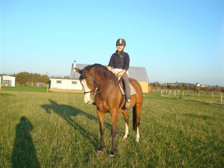 Dansk Varmblod Titta billede 8