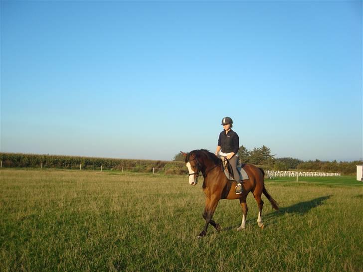 Dansk Varmblod Titta billede 9