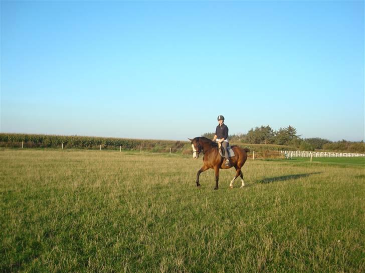 Dansk Varmblod Titta billede 10