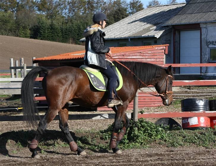 Anden særlig race Lestat †  - Fotograf: Stig Hansen billede 14