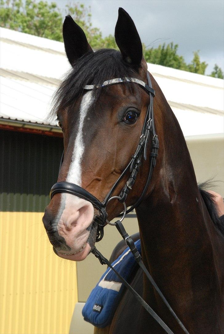 Dansk Varmblod sø-gårds afrodite solgt. billede 1