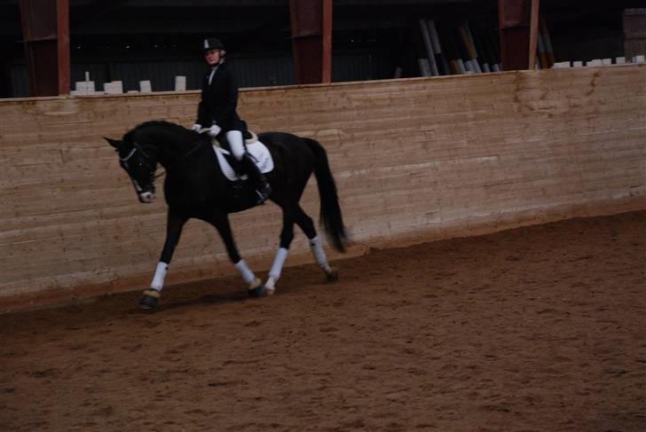 Dansk Varmblod sø-gårds afrodite solgt. billede 2