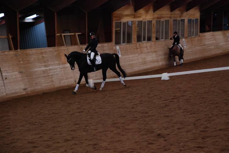 Dansk Varmblod sø-gårds afrodite solgt. billede 3