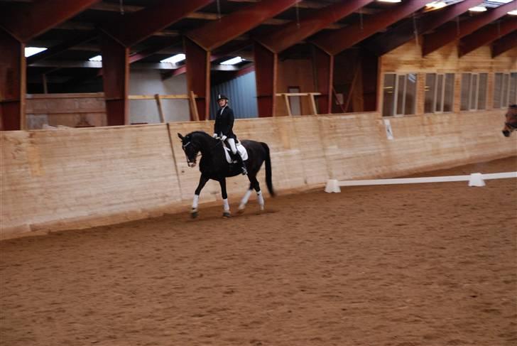 Dansk Varmblod sø-gårds afrodite solgt. billede 4