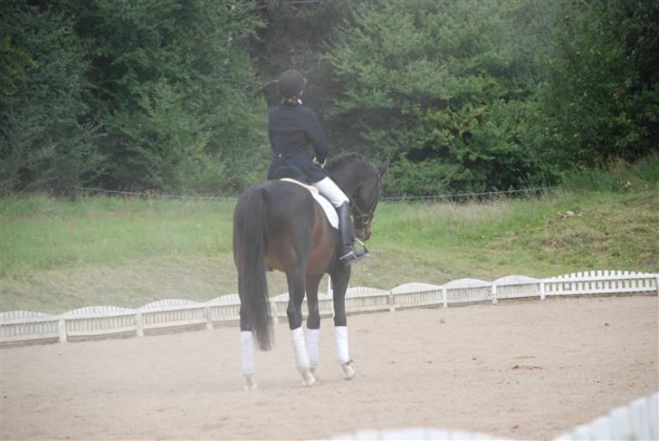 Dansk Varmblod sø-gårds afrodite solgt. billede 6
