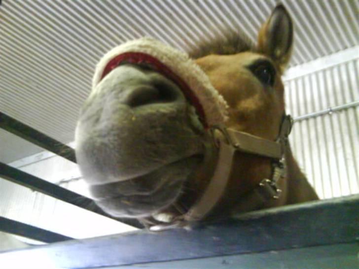 Anden særlig race Bleiki ii; <3  billede 8