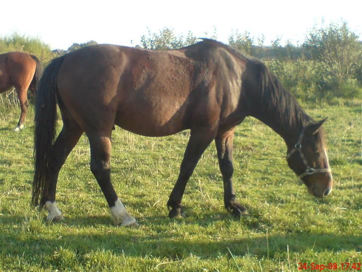 Anden særlig race Stald-pilevejens.Bølle<'3 - Da´vi´var´færdiq´med´a´Ride(: billede 10