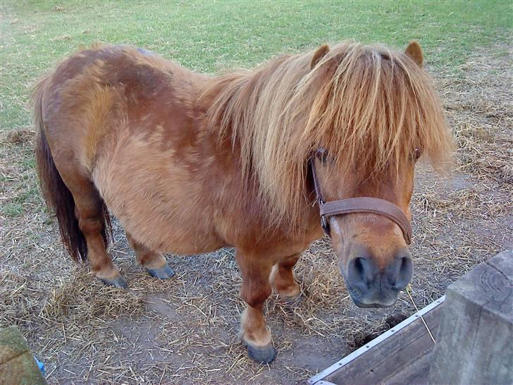 Shetlænder Rasmus billede 15