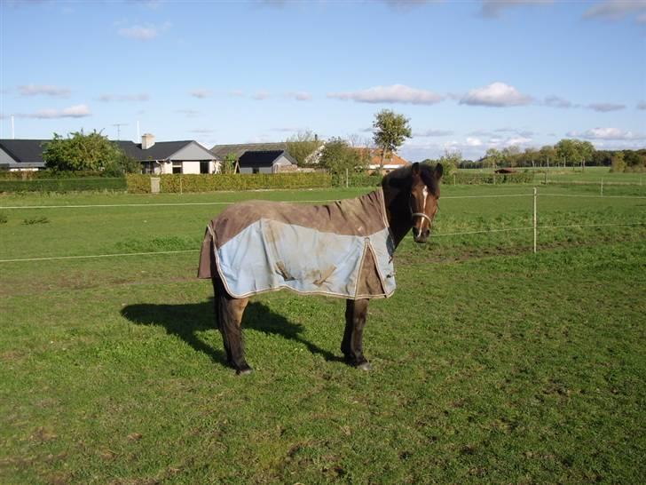 Anden særlig race CHIVAS - på fold ;) billede 3