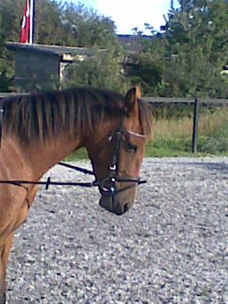 Traver Liselotte Astrup billede 14