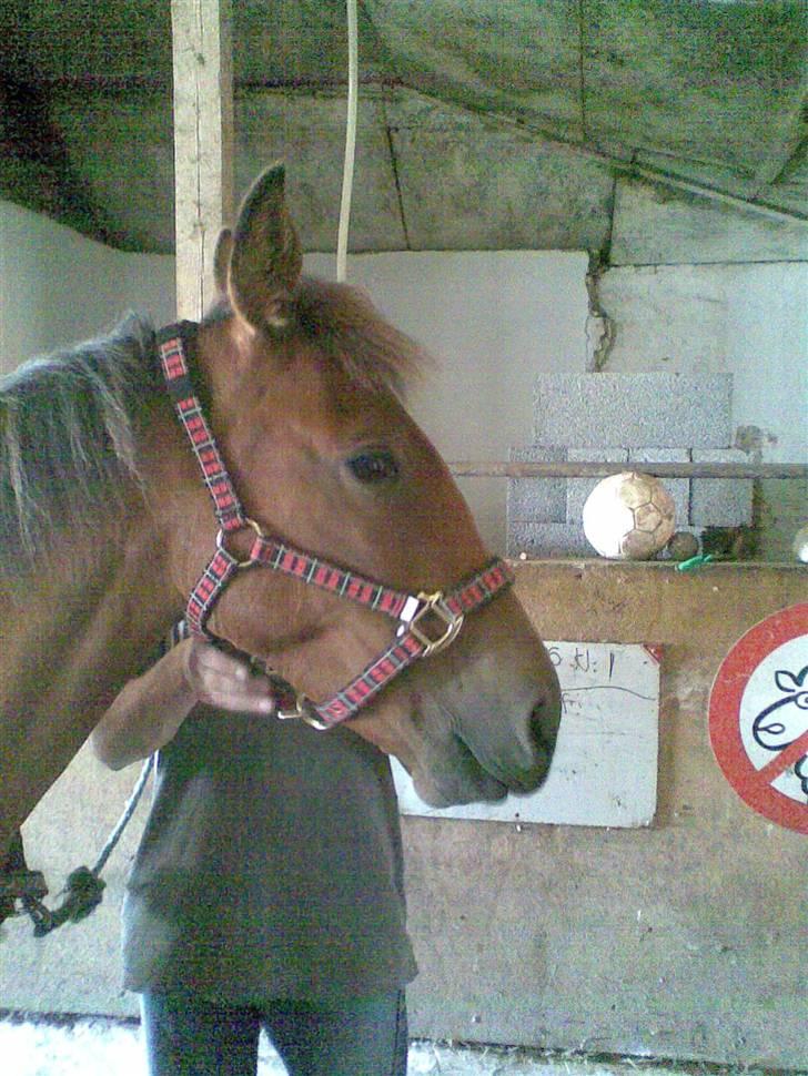 Traver Liselotte Astrup billede 15