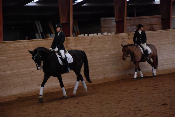 Dansk Varmblod sø-gårds afrodite solgt. billede 7