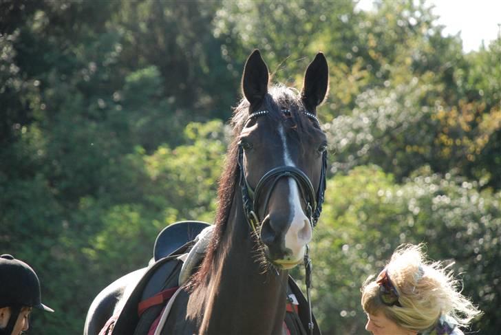 Dansk Varmblod sø-gårds afrodite solgt. billede 8