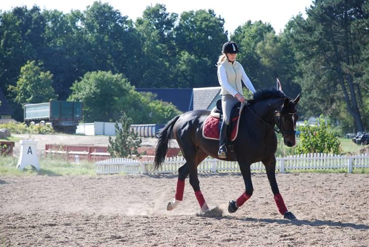 Dansk Varmblod sø-gårds afrodite solgt. billede 9