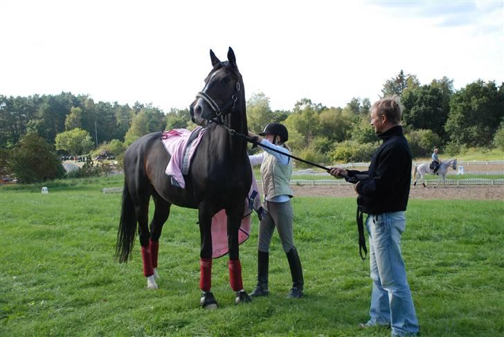 Dansk Varmblod sø-gårds afrodite solgt. billede 10