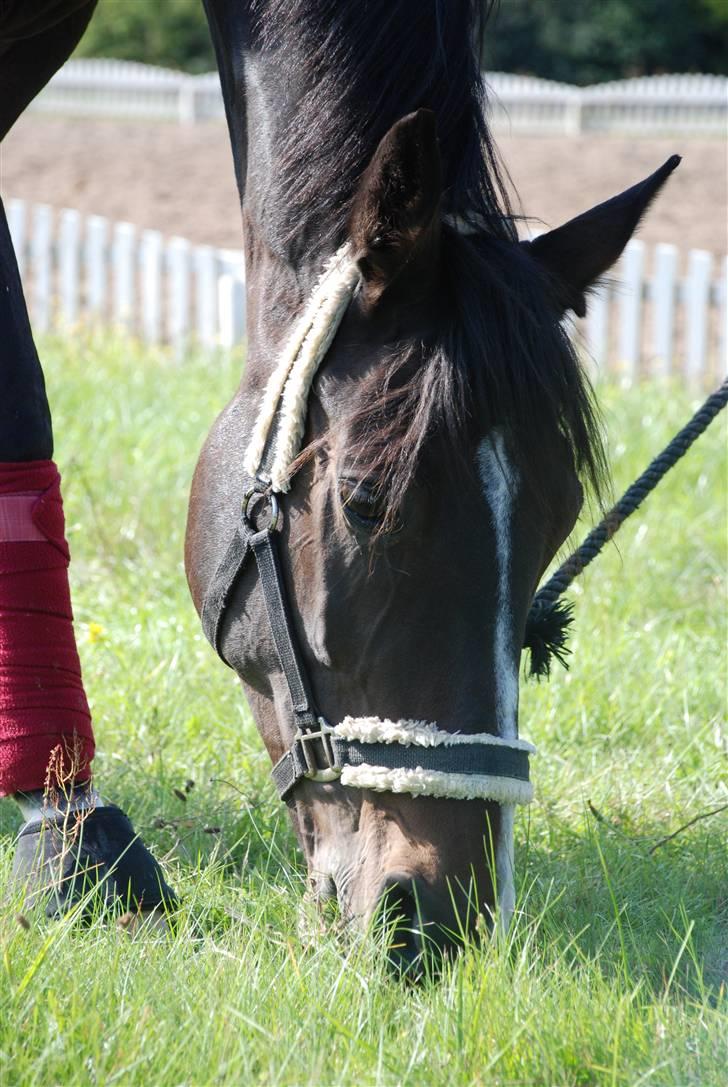 Dansk Varmblod sø-gårds afrodite solgt. billede 11