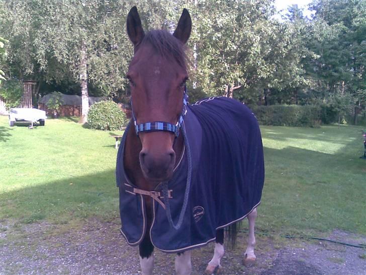 Pinto Skovvangs Cherokee R.i.p  - Da kennth hentede ham og vi skulle til Nibe og starte:)<3 billede 17