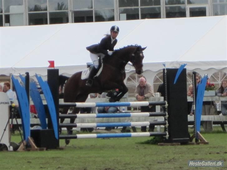 Dansk Varmblod Competitor - ULB Copenhagen horse show Foto: Ida Løvenskjold billede 7