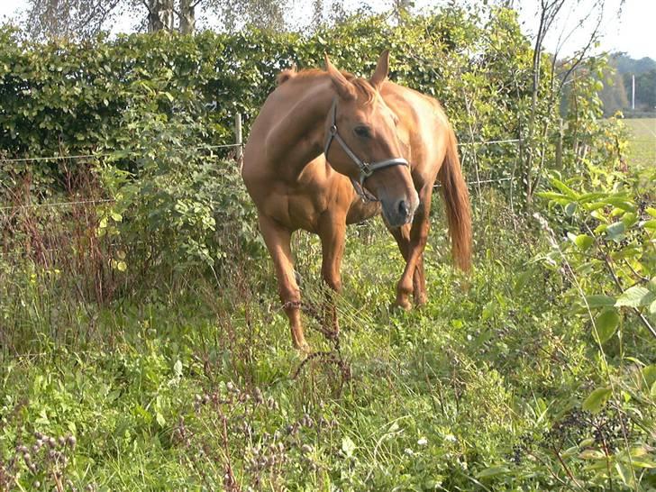 Mecklenburger Uliane R.I.P. billede 11