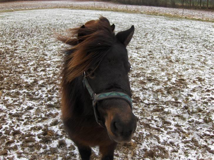 Anden særlig race Toffee R.I.P. - vinter ;b <3 billede 6