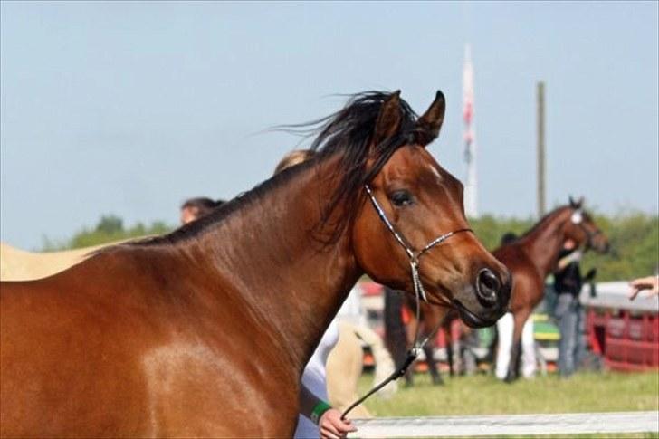 Arabisk fuldblod (OX) E`xtravaganza *SOLGT* - Foto: Kristina marcussen.   E`xtravaganza på roskilde dyrskue billede 30
