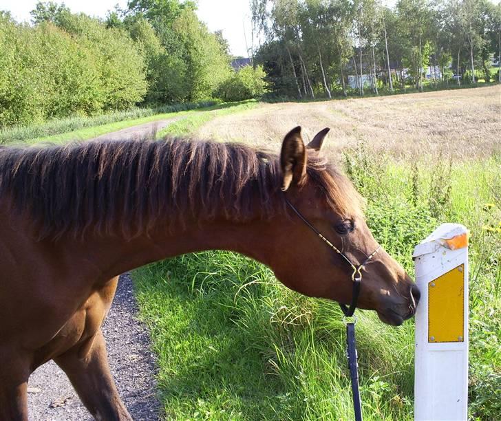 Arabisk fuldblod (OX) E`xtravaganza *SOLGT* - E`xtravaganza ude og opleve verdenen og syntes denne reflex pæl var en underlig dims!! billede 6