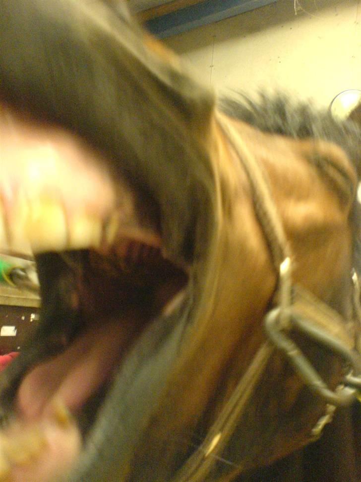 Connemara Don pedro - ´hååå´    jeg er træt  billede 12