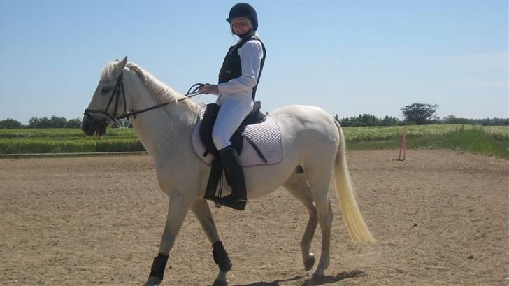 New Forest Life Energi Anis (solgt) - anis i år 2008 med sin ejer :) billede 12